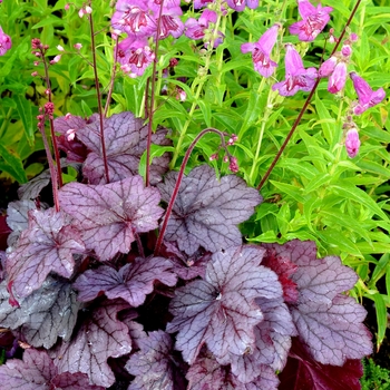 Heuchera ''Georgia Plum'' PP24507 (Coral Bells) - Georgia Plum Coral Bells