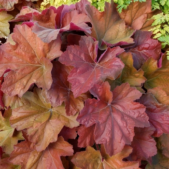 Heuchera ''Southern Comfort'' PP20364 (Coral Bells) - Southern Comfort Coral Bells