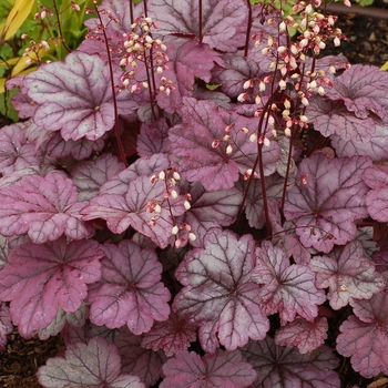 Sugar Plum Coral Bells