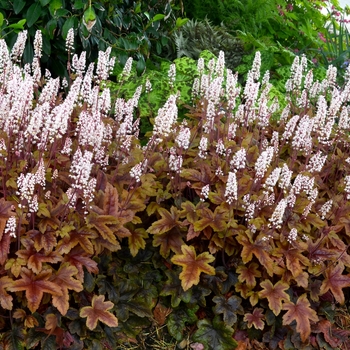 Heucherella - 'Brass Lantern' Foamy Bells