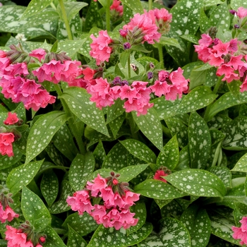 Pulmonaria - ''Shrimps on the Barbie'' Lungwort