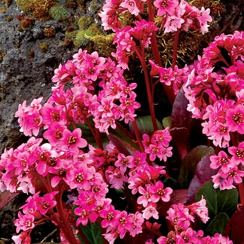 Bergenia 'Pink Dragonfly' - Heartleaf Bergenia