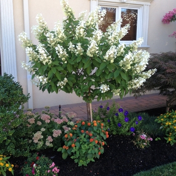  Hydrangea paniculata 'Limelight' - Limelight Hydrangea