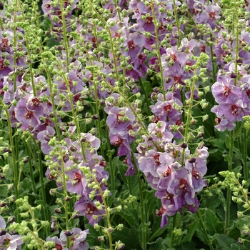 'Plum Smokey' Mullein