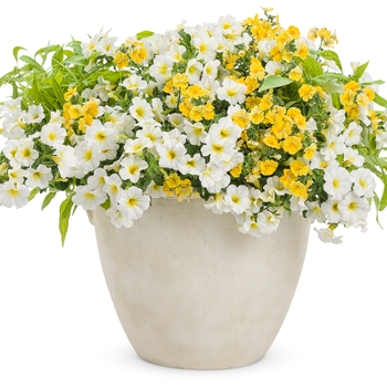 Calibrachoa ''Over Easy™'' PPAF (Million Bells) - Superbells® Over Easy™