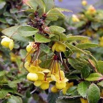 Berberis x gladwynensis ''William Penn'' (Barberry) - William Penn Barberry