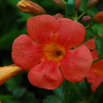 Campsis x tagliabuana ''Takarazuka Zujin'' PP23904 (Trumpet Vine) - Summer Jazz™ Tangerine