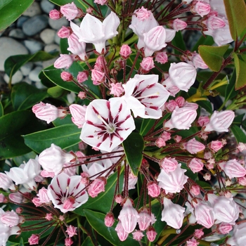 Kalmia latifolia ''Peppermint'' (Mountain Laurel) - Peppermint Mountain Laurel