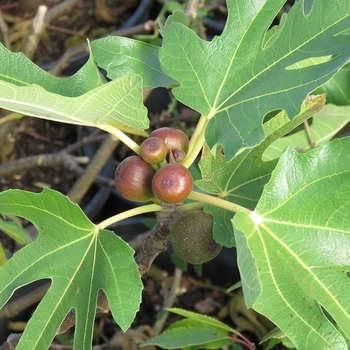 Ficus carica 'Little Miss Figgy' - Little Miss Figgy™ Dwarf Fig