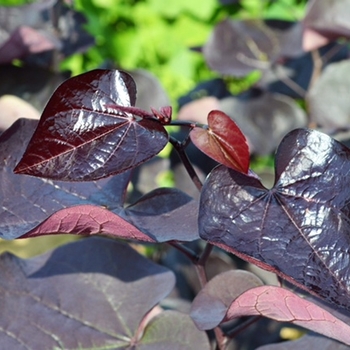 Cercis canadensis ''JN16'' PP28627 - Black Pearl® Redbud