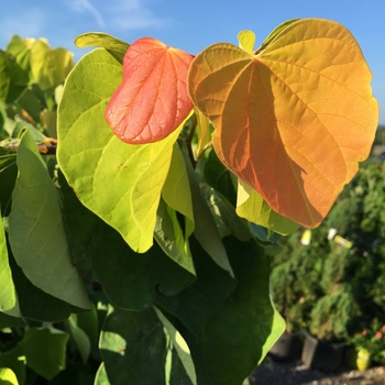 Cercis canadensis ''The Rising Sun™'' JN2 PP21451 (Redbud) - The Rising Sun™ Redbud