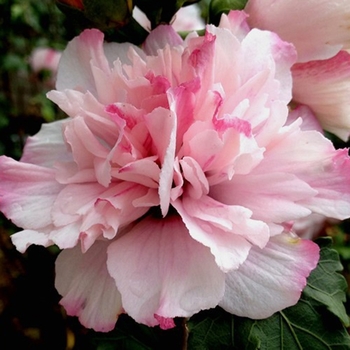 Hibiscus syriacus 'Peppermint Smoothie' - Rose of Sharon