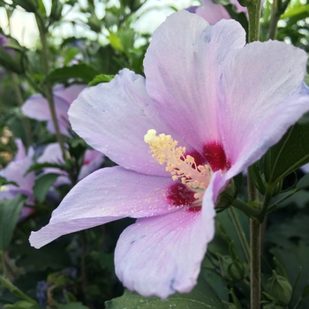 Hibiscus syriacus ''Greba'' - Blue Angel™ Rose of Sharon