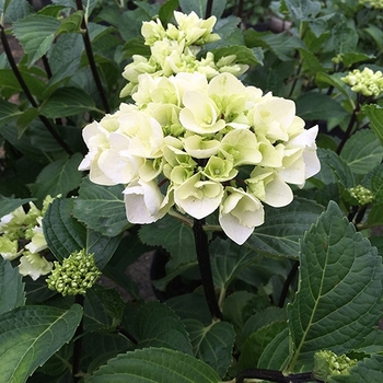 Hydrangea macrophylla ''Zebra'' PP18688 (Hydrangea) - Zebra Hydrangea