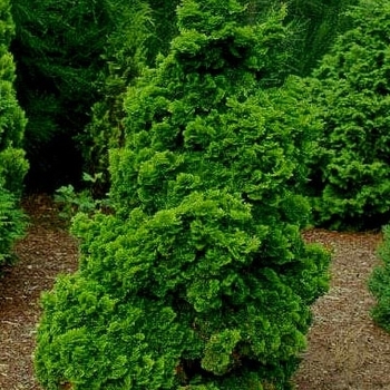 Chamaecyparis obtusa 'Nana Gracilis' - Dwarf Hinoki Falsecypress