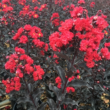 Lagerstroemia - 'Ebony Flame' Crapemyrtle