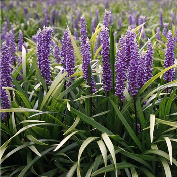 Liriope muscari ''EXC 051'' PP21352 (Lilyturf) - Purple Explosion™ Lilyturf