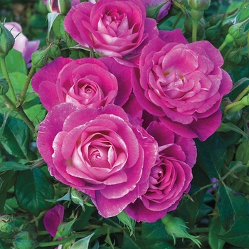 Easy-to-Love® 'Easy to Please™'