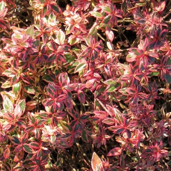 Abelia hybrid - 'Confetti®' Glossy Abelia