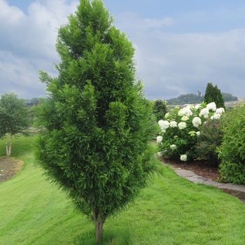 Taxodium distichum ''Lindsey''s Skyward™'' Skyward PP22812 (Bald Cypress) - Lindsey''s Skyward™ Bald Cypress