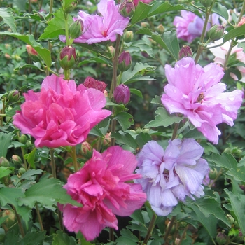 Hibiscus syriacus ''Fireworks'' Grefwd (Double Althea) - Fireworks Double Althea