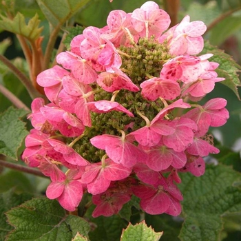 Hydrangea quercifolia 'Ruby Slippers' - Ruby Slippers Qakleaf Hydrangea