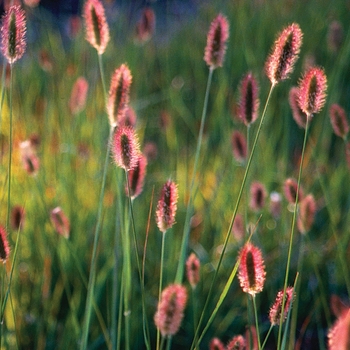 Pennisetum messiacum ''Red Bunny Tails'' (Fountain Grass) - Red Bunny Tails Fountain Grass