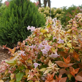 Abelia x grandiflora ''Minacara1'' PP30430 (Abelia) - Funshine® Abelia