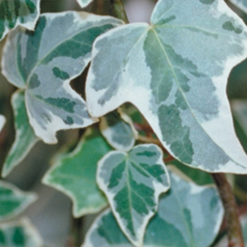 Hedera helix ''Glacier'' (Glacier Ivy) - Proven Accents® Glacier