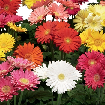 Gerbera ''Mix'' (Gerbera) - EZdazy™ Mix