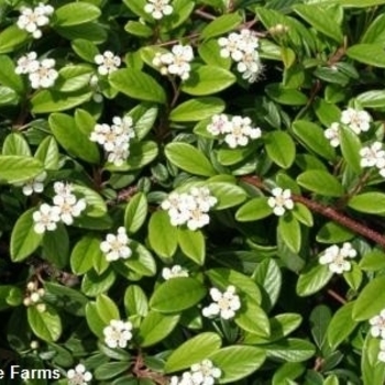 Cotoneaster salicifolius ''Scarlet Leader'' (Willowleaf Cotoneaster) - Scarlet Leader Willowleaf Cotoneaster