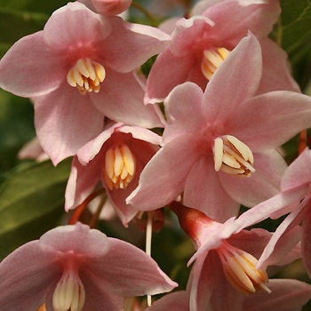 Styrax japonicus - Japanese Snowbell