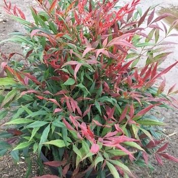 Bonfire™ Heavenly Bamboo