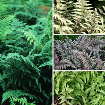 Athyrium ''Multiple Varieties'' (Wood Fern) - Multiple Varieties Wood Fern