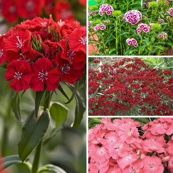 Dianthus barbatus Multiple Varieties - Sweet William