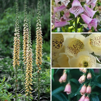 Digitalis Multiple Varieties - Foxglove