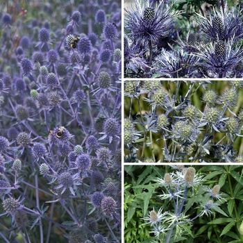 Eryngium ''Multiple Varieties'' (Sea Holly) - Multiple Varieties Sea Holly