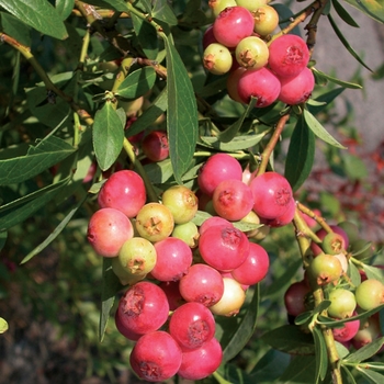 Vaccinium ''Pink Lemonade'' (Blueberry) - Pink Lemonade Blueberry