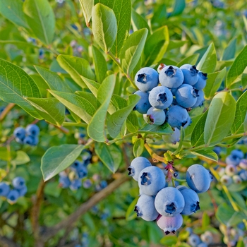 Vaccinium angustifolium ''Top Hat'' (Dwarf Blueberry) - Top Hat Dwarf Blueberry