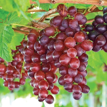 Vitis vinifera ''Catawba'' (Grape) - Catawba Grape