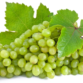 Vitis labrusca ''Niagara'' (Grape) - Niagara Grape