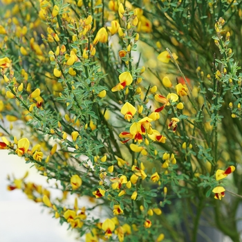 Cytisus scoparius ''SMNCSRY'' PP30186 (Scotch Broom) - Sister Disco® Scotch Broom