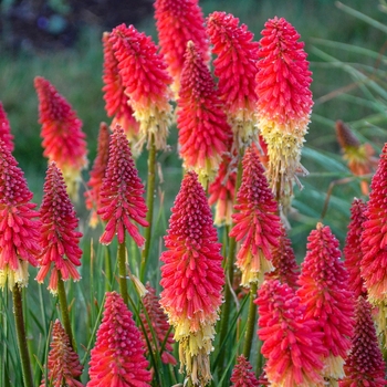 Kniphofia (Red Hot Poker) - Pyromania® 'Rocket's Red Glare'