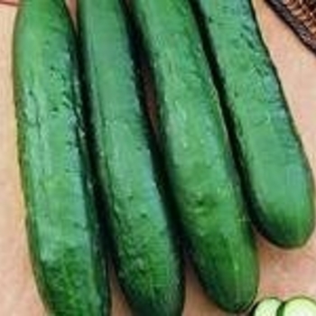 Cucumis sativus - 'Burpless Supreme' Cucumber