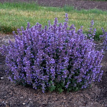 Nepeta ''Cat''s Pajamas'' PPAF, Can PBRAF (Catmint) - Cat''s Pajamas Catmint