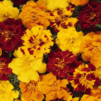 Tagetes patula - Durango® Outback Mix French Marigold