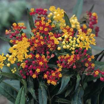 Asclepias curassavica ''Silky Mixture'' (Tropical Milkweed) - Silky Mixture Tropical Milkweed