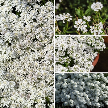 Iberis ''Multiple Varieties'' (Candytuft) - Multiple Varieties Candytuft