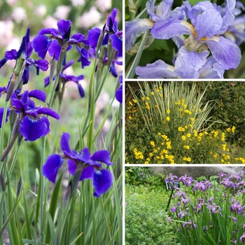 Multiple Varieties Iris