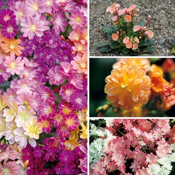 Lewisia ''Multiple Varieties'' (Lewisia) - Multiple Varieties Lewisia